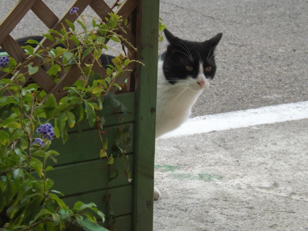 Bed & Breakfast Il Gatto Pescatore Stintino