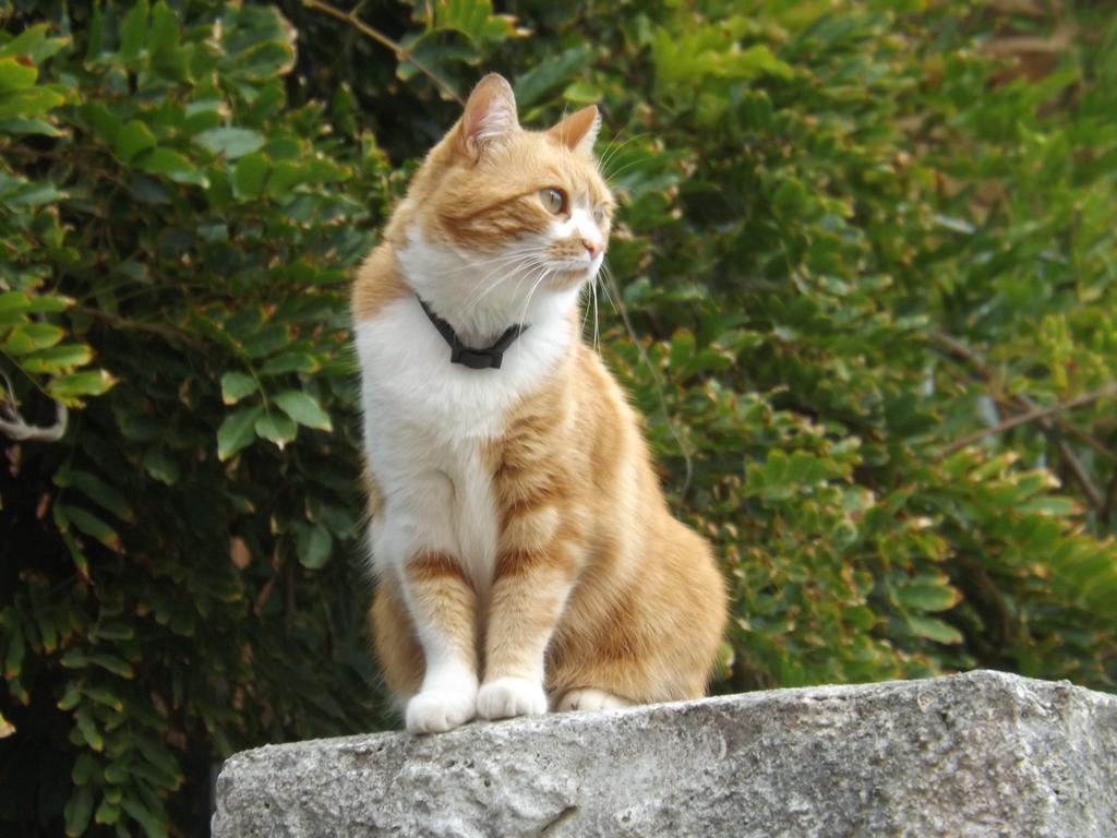 Il Gatto Pescatore Bed & Breakfast